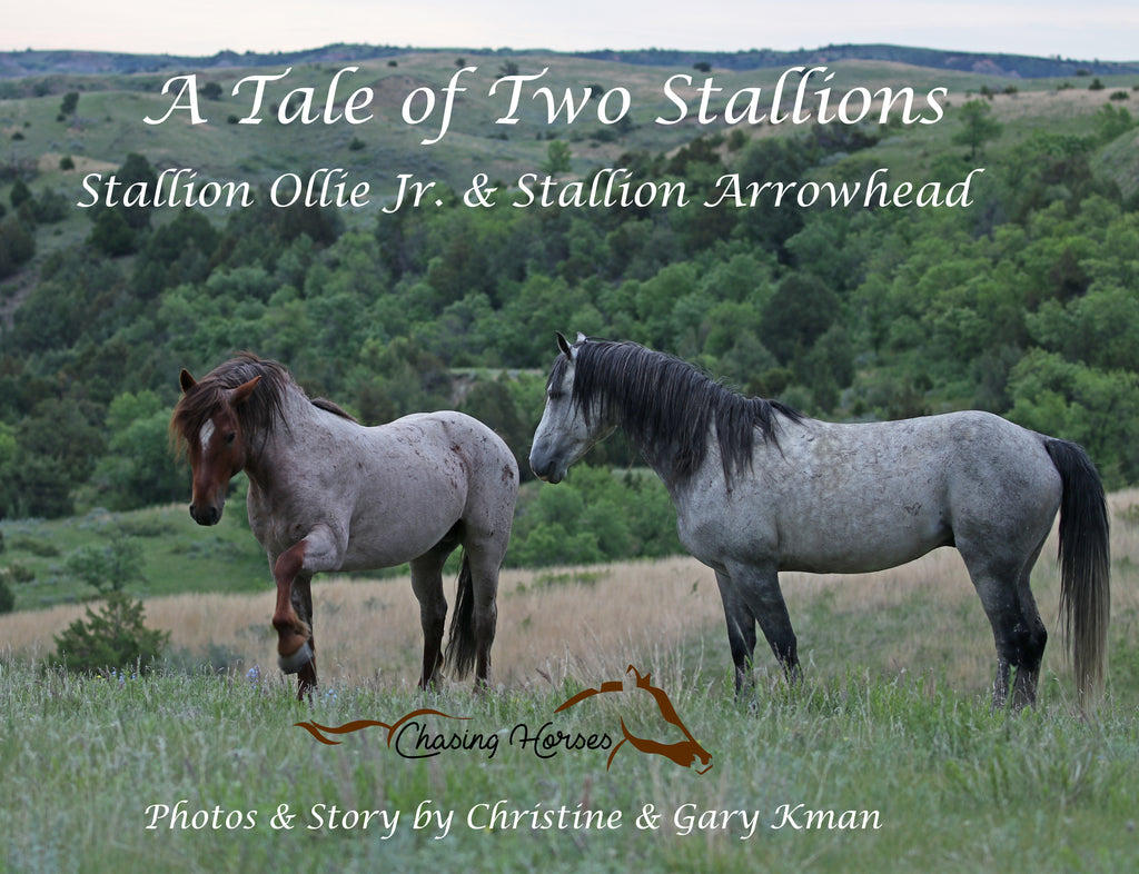 A Tale of Two Stallions
