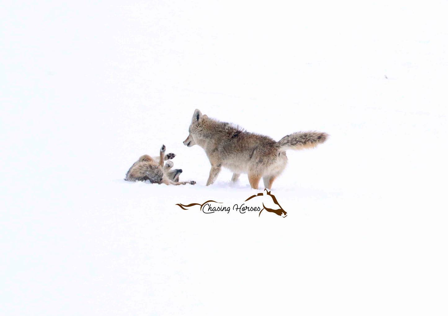 Coyotes in the snow 8x10 print