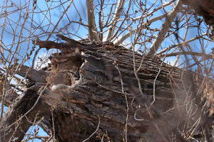 Nesting Owl 3 Print