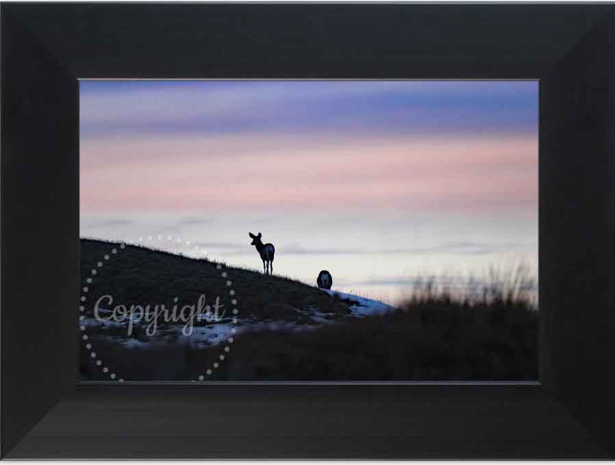 Deer at Sunset Framed print
