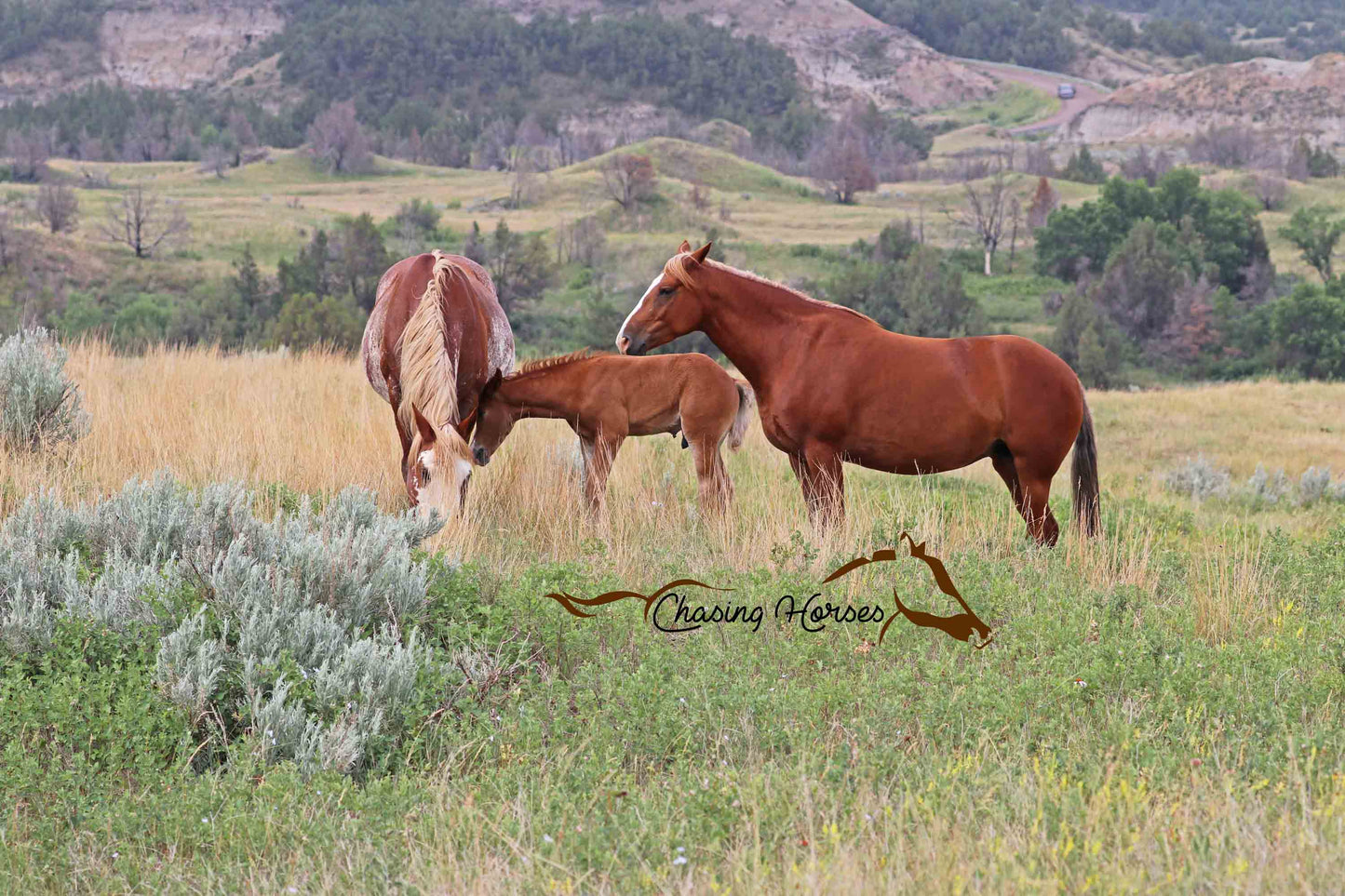 Mares Dolly & Mischief with Colt Bokel Print
