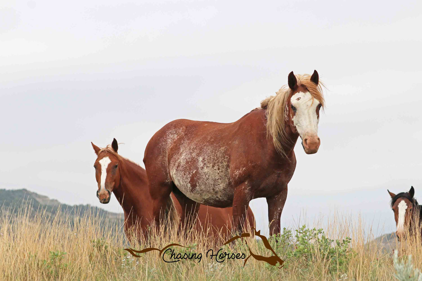 Mares Dolly & Mischief with Filly Amargo Print