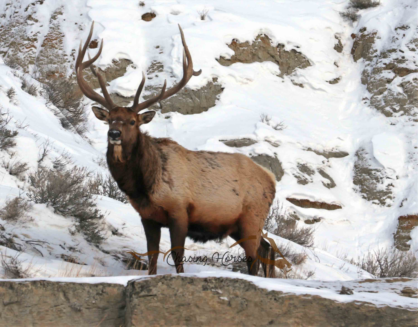 Majestic Elk 2 Print