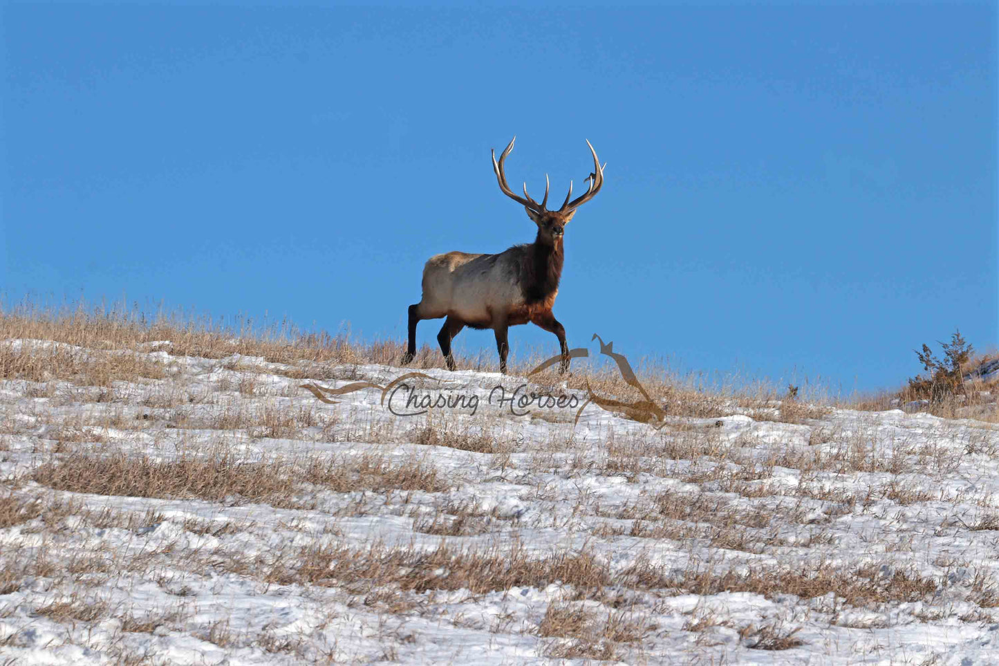 Majestic Elk 4 Print