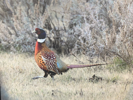 Local Artist Albert Myran Jr 16 x 20 Pheasant canvas print