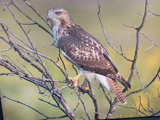 Local Artist Albert Myran Jr 16 x 20 Hawk canvas print