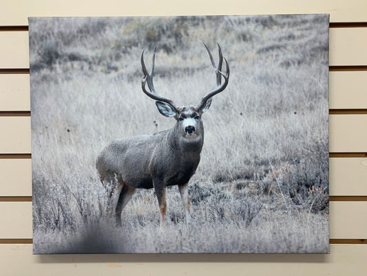 Local Artist Albert Myran Jr. 16x20 Buck