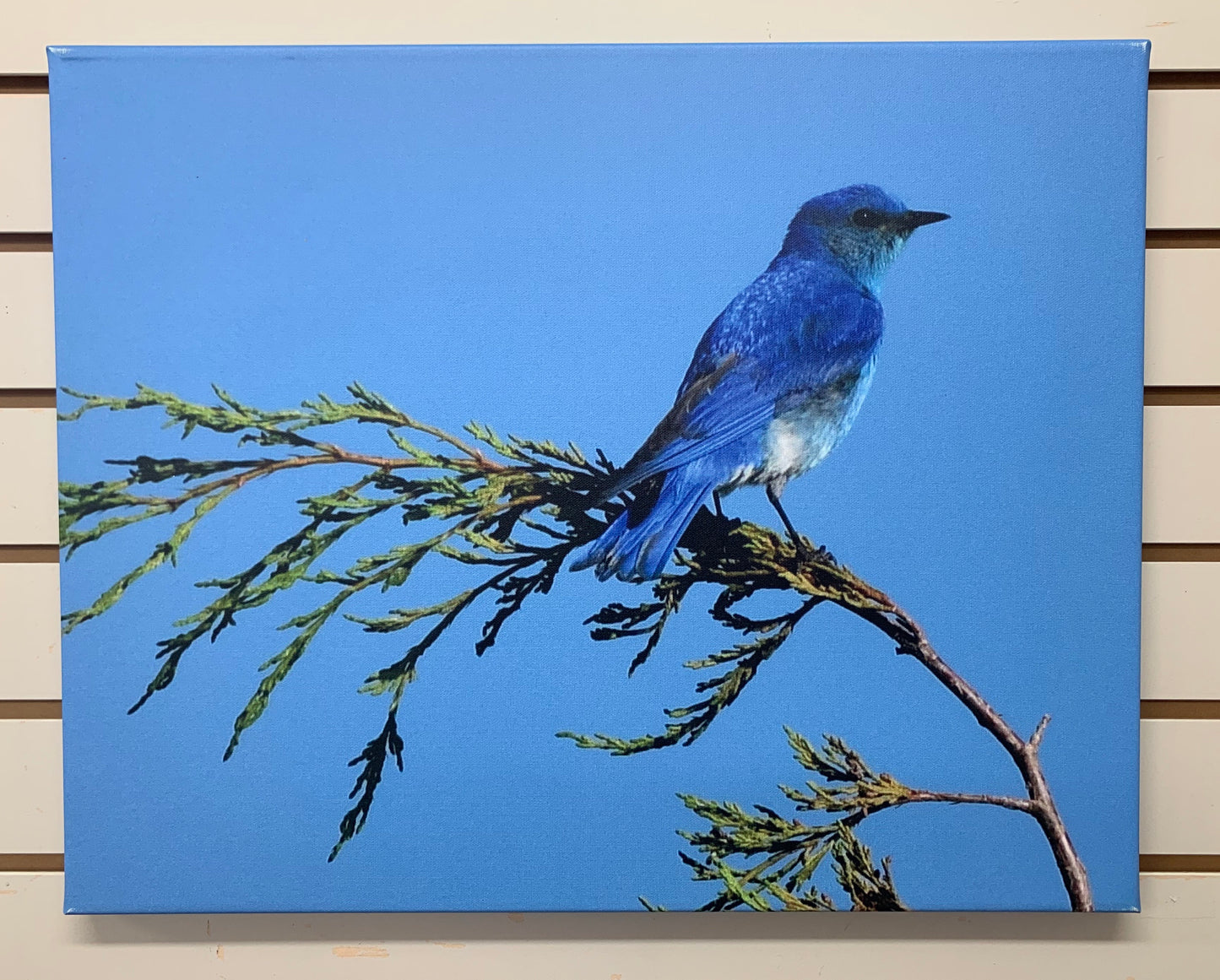 Local Artist Albert Myran Jr. 16x20  Mountain Blue Bird