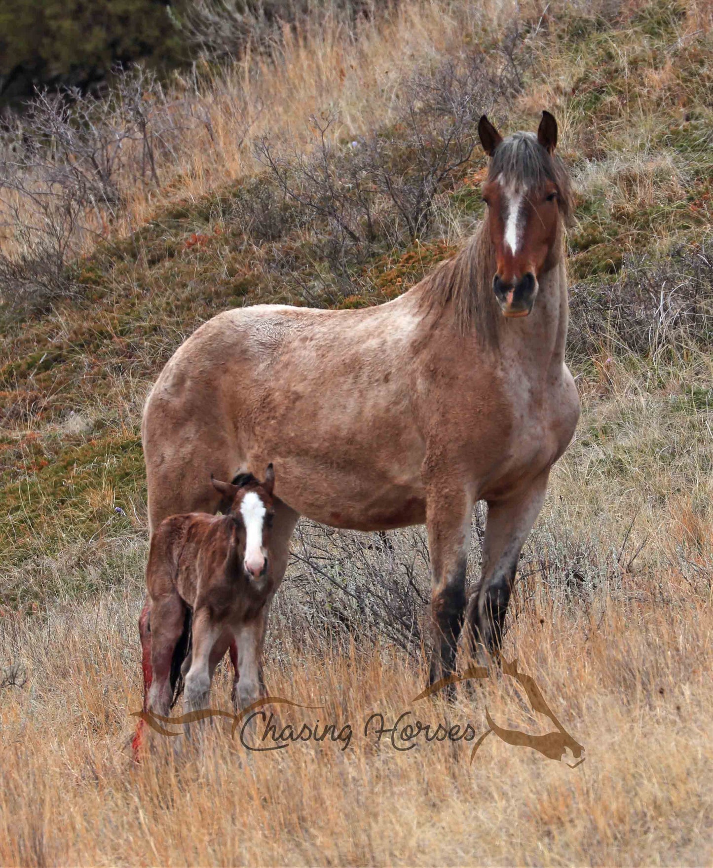 Mare Kat and her 2019 Filly Amargo Print
