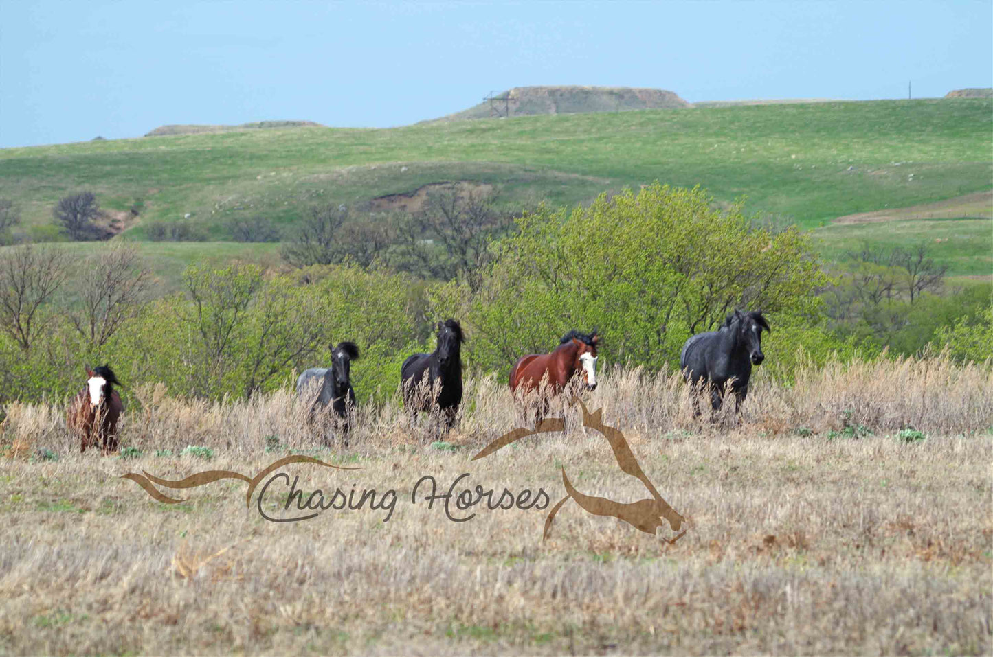 Nokota Horses 14 Print