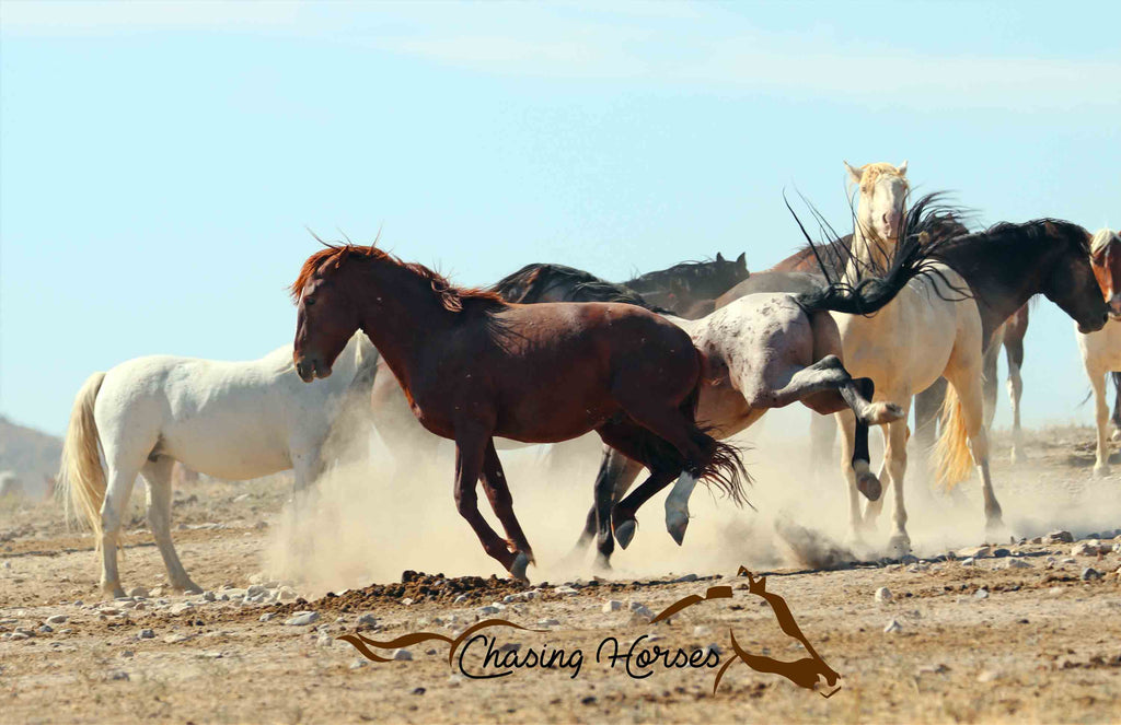 Onaqui Horses 7 Print