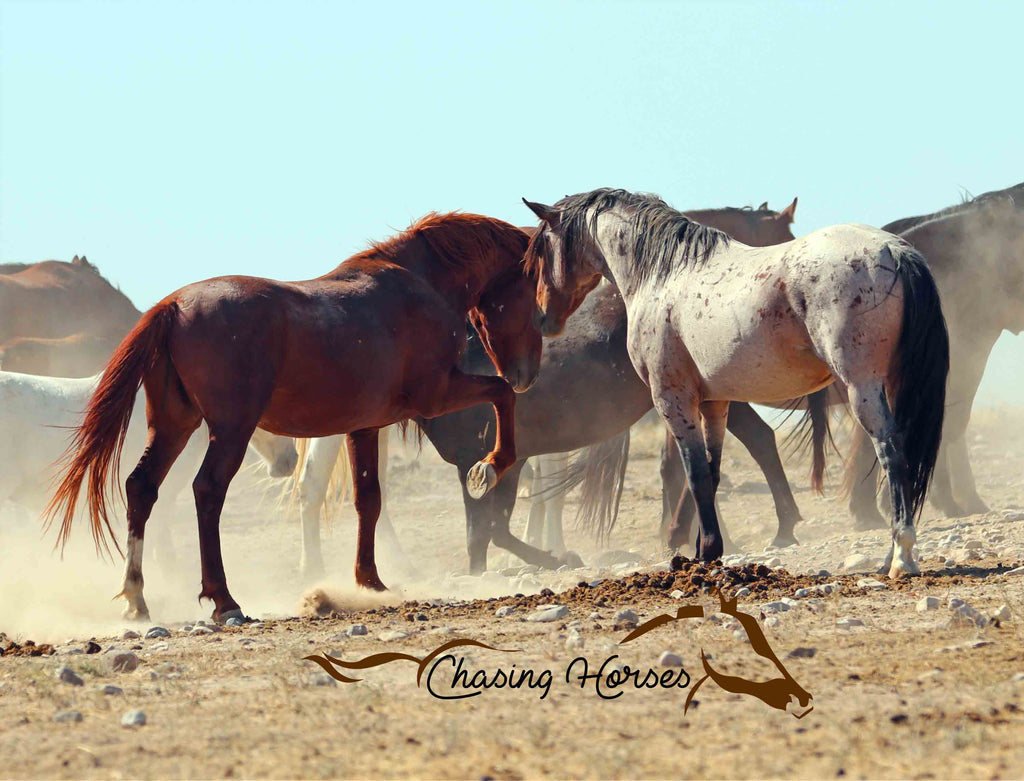 Onaqui Horses 8 Print