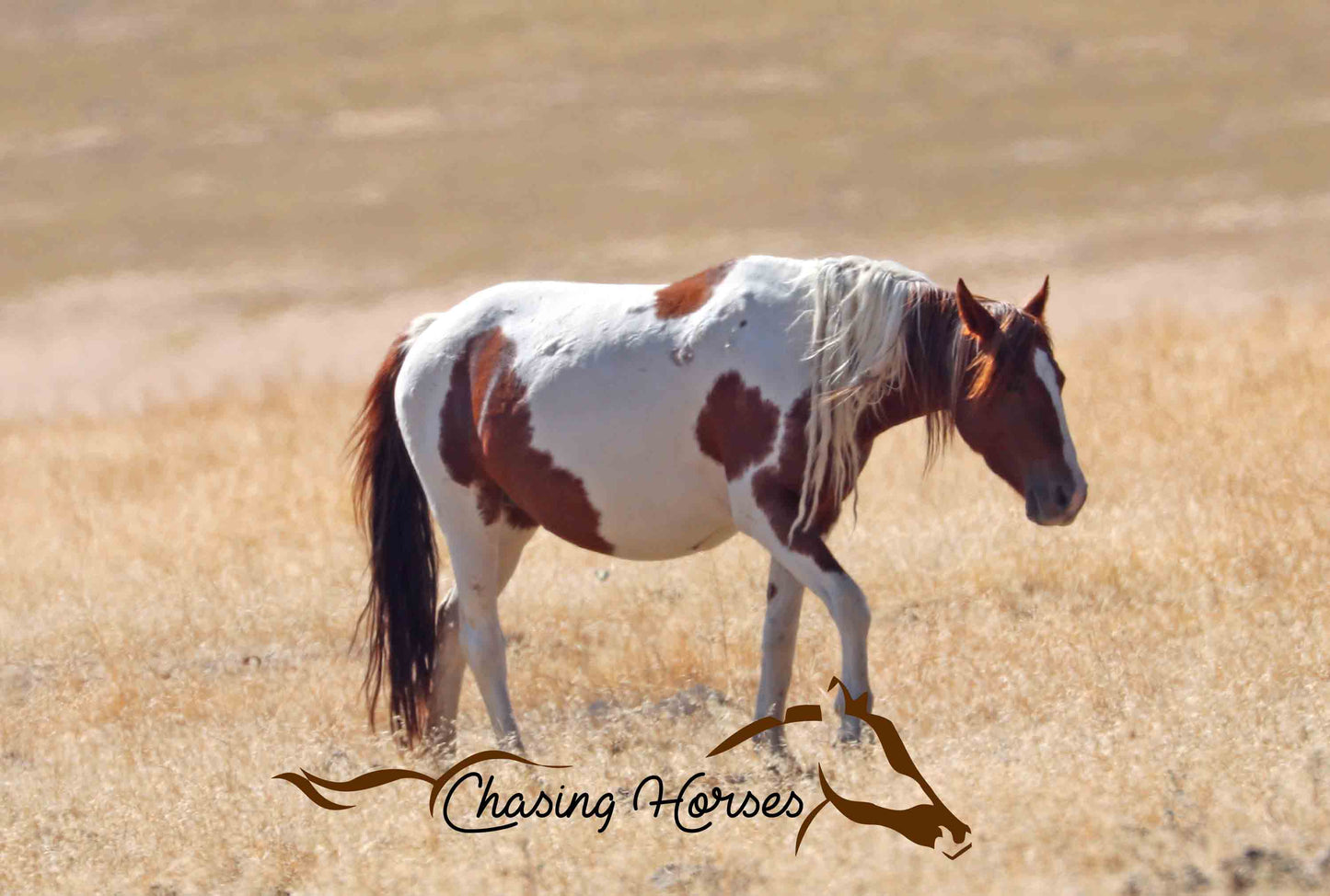 Onaqui Horses 2 Print