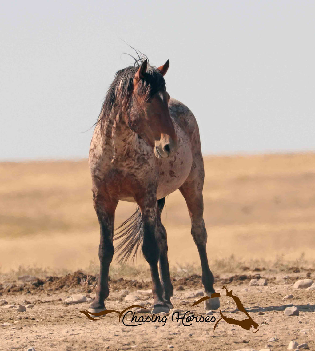 Onaqui Horses 12 Print