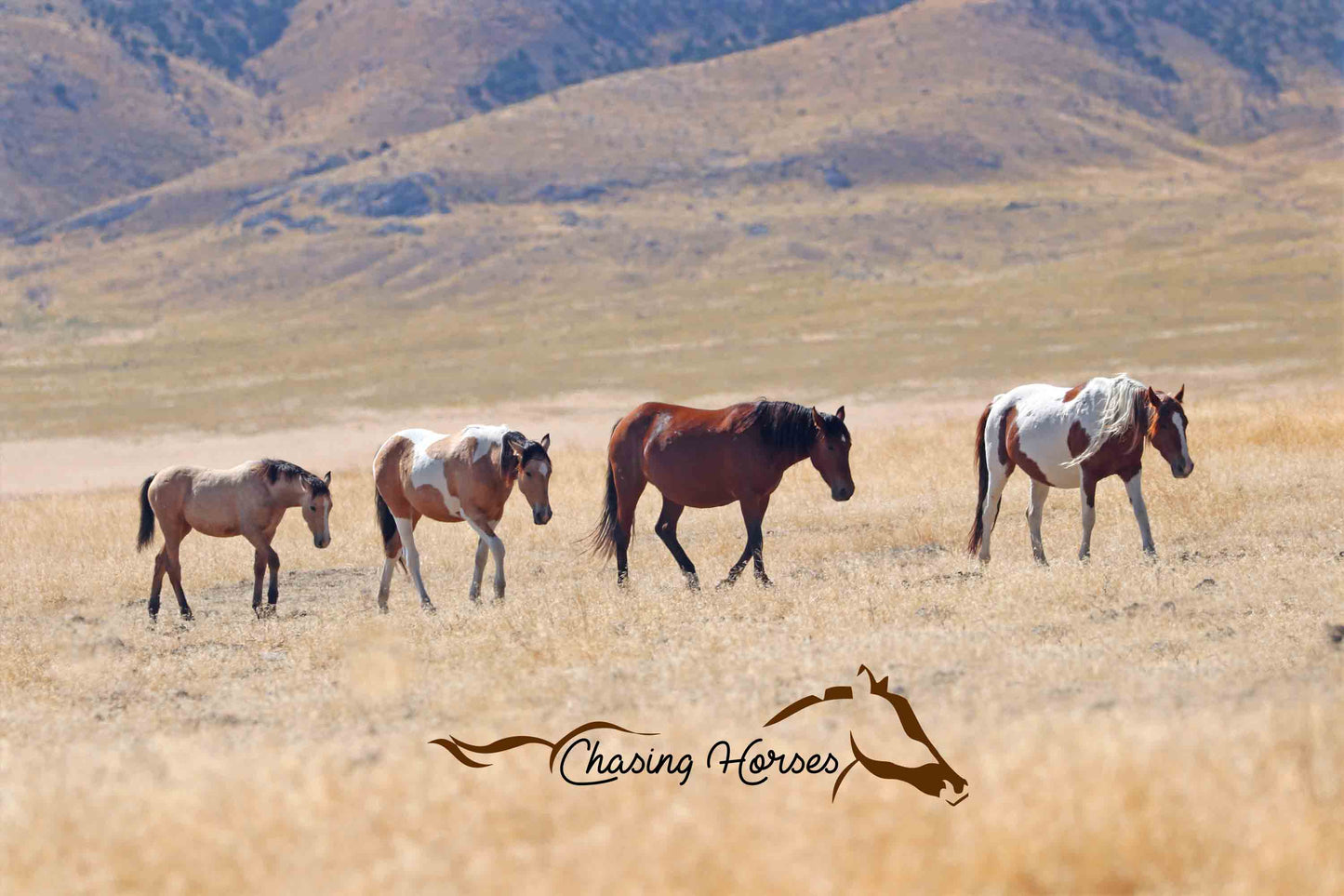 Onaqui Horses 3 Print