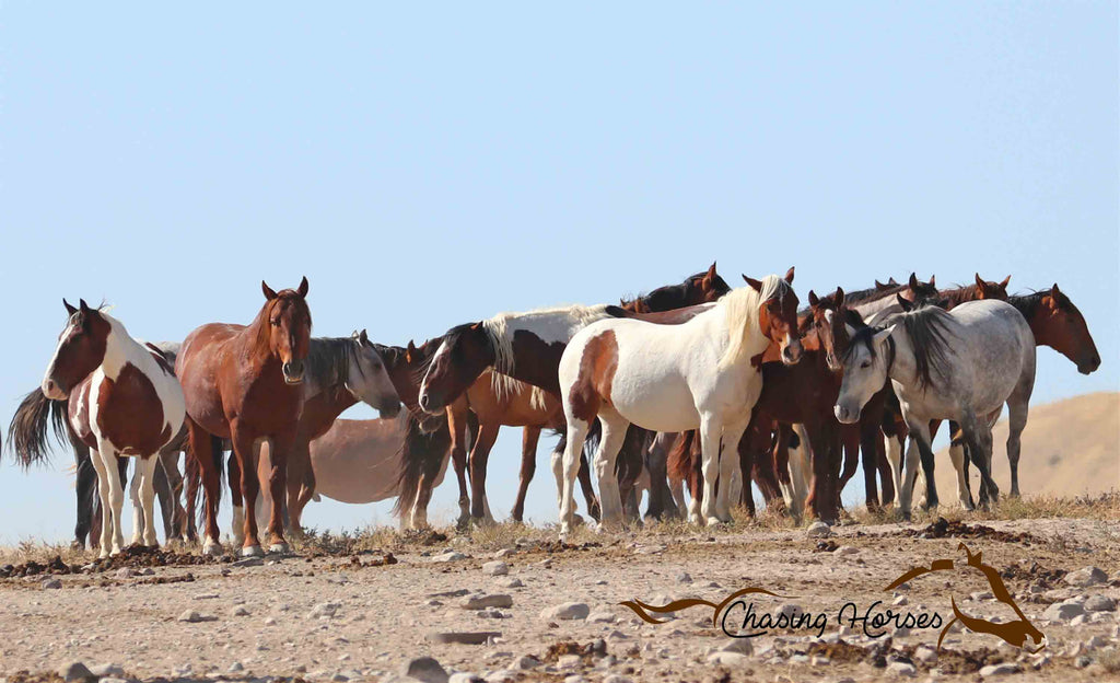Onaqui Horses 5 Print