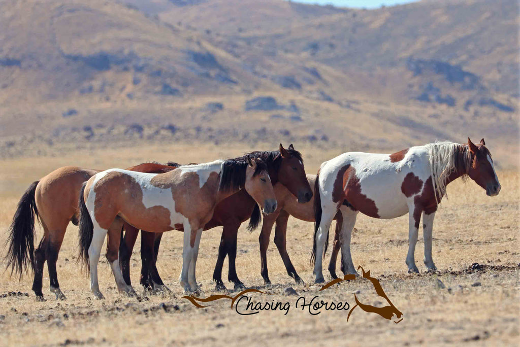Onaqui Horses 15 Print