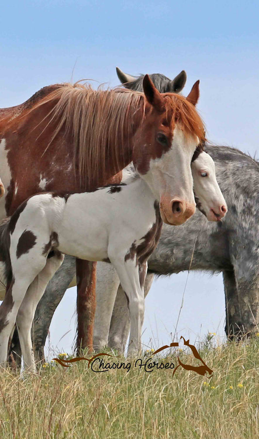 Mare Strawberry and Colt Boomer print