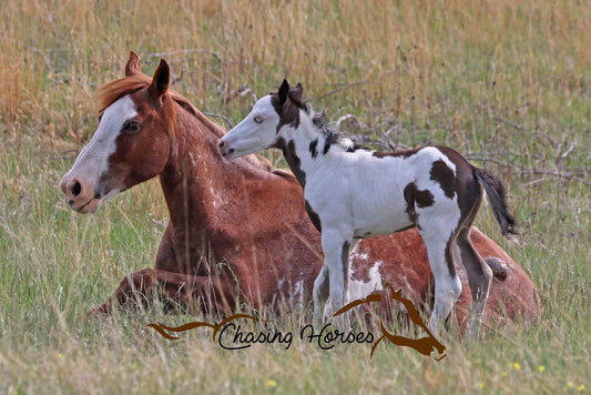 Mare Strawberry and Colt Boomer 2 print